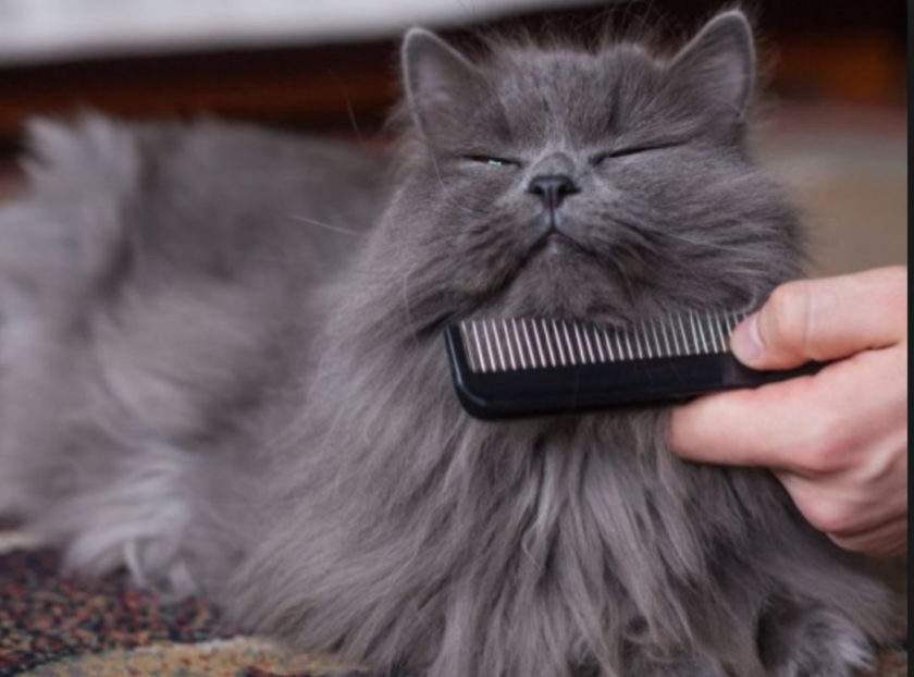 Toilettage Du Chat Norvegien Les Chats Norvegiens