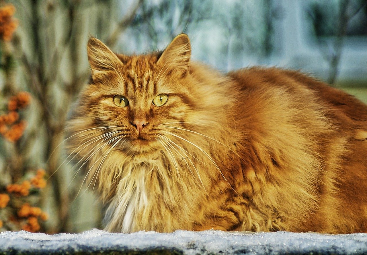 Comment bien prendre soin de la fourrure de son chat Norvégien ?